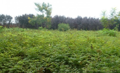 珍珠梅如何播种方法步骤图 手把手教你播种漂亮的珍珠梅