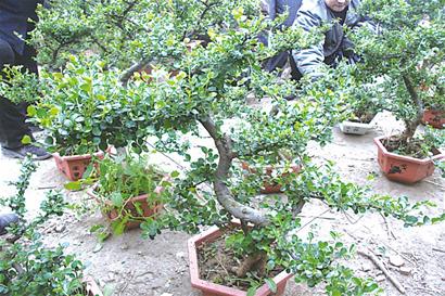 ����÷��ô�����ʺ�������ֳ�� ����÷���������ø���Ŷ