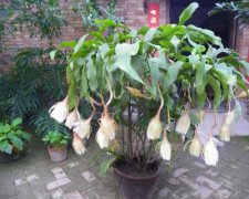 꼻��ܳ�����ô����� 꼻��ĳԷ��빦Ч��������Щ