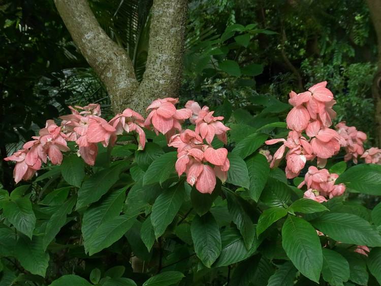 粉叶金花的花期是什么时候 粉叶金花这样养护开花更多