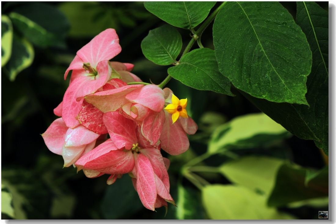 粉叶金花的花期是什么时候 粉叶金花这样养护开花更多