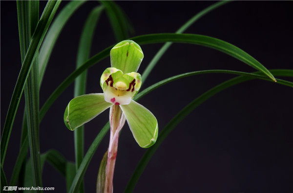 墨兰怎么浇水 学会这样浇水会让墨兰的叶子更脆绿哦