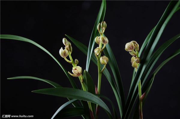 墨兰怎么浇水 学会这样浇水会让墨兰的叶子更脆绿哦