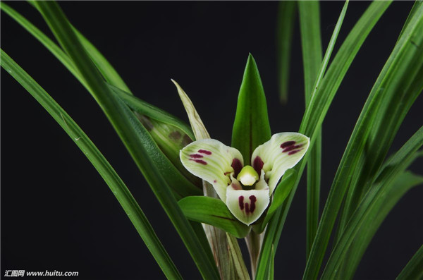墨兰怎么浇水 学会这样浇水会让墨兰的叶子更脆绿哦
