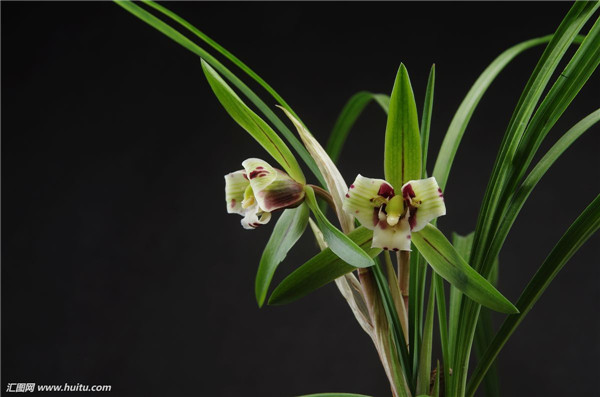墨兰怎么浇水 学会这样浇水会让墨兰的叶子更脆绿哦