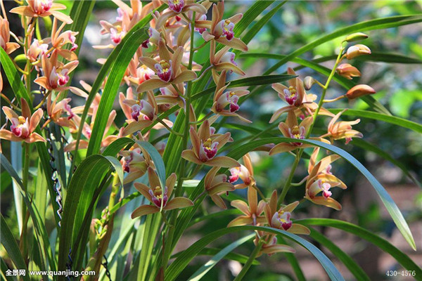 墨兰怎么浇水 学会这样浇水会让墨兰的叶子更脆绿哦