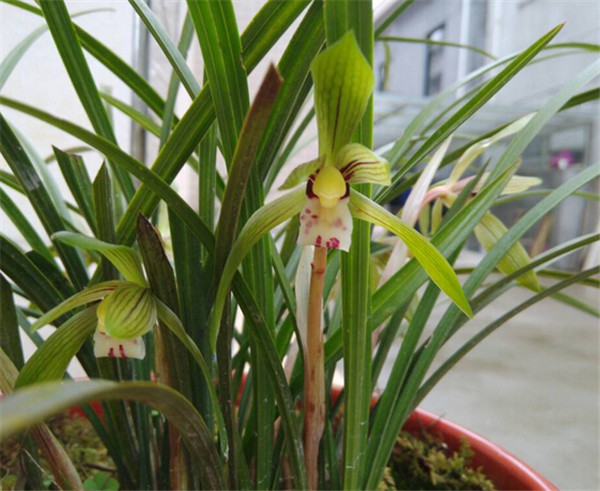 ī����ôʩ�� ������ȷ��ʩ�ʷ�ʽ����ī�������ĸ���ʢ