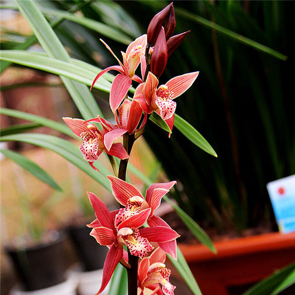 ī����ôʩ�� ������ȷ��ʩ�ʷ�ʽ����ī�������ĸ���ʢ