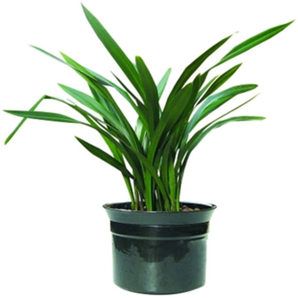 ī����ôʩ�� ������ȷ��ʩ�ʷ�ʽ����ī�������ĸ���ʢ