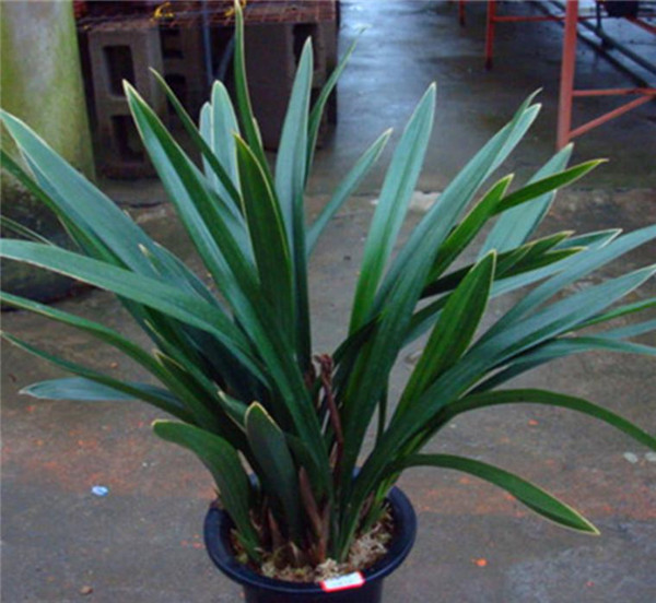 ī����ôʩ�� ������ȷ��ʩ�ʷ�ʽ����ī�������ĸ���ʢ