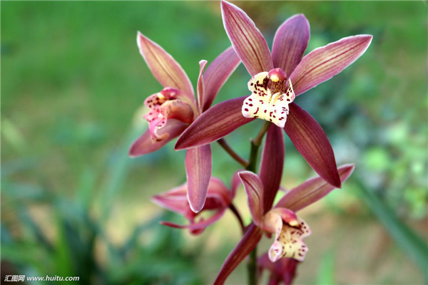 ī��������ô�� ī���ڶ�����Ҫ���������Ų�����Ŷ