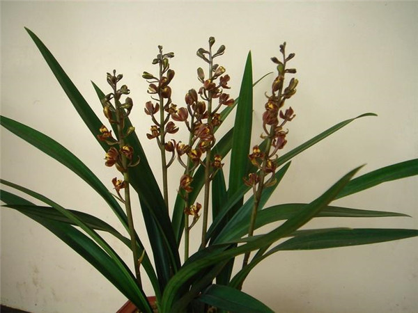 ī��������ô�� ī���ڶ�����Ҫ���������Ų�����Ŷ