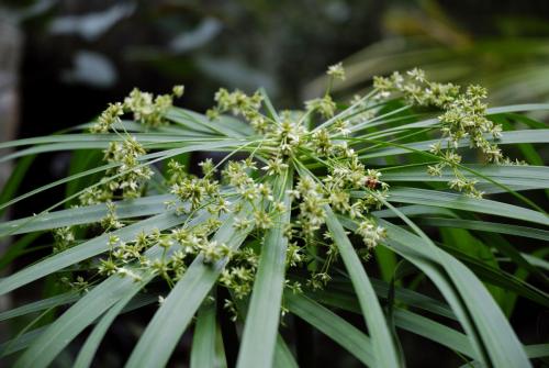旱伞草的作用与功效都有哪些 原来旱伞草还有这些好处