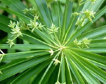 旱伞草的作用与功效都有哪些 原来旱伞草还有这些好处