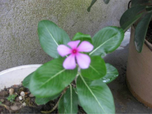 长春花怎样扦插图解 手把手教你扦插繁殖漂亮的长春花