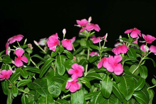 长春花怎样扦插图解 手把手教你扦插繁殖漂亮的长春花