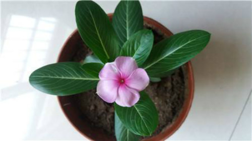 长春花怎样扦插图解 手把手教你扦插繁殖漂亮的长春花