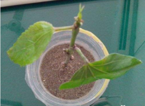 长春花怎样扦插图解 手把手教你扦插繁殖漂亮的长春花