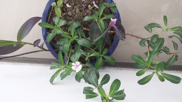 长春花怎样扦插图解 手把手教你扦插繁殖漂亮的长春花