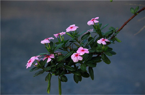 �������Ĺ�Ч����������Щ �벻���������ĺô�����ô��