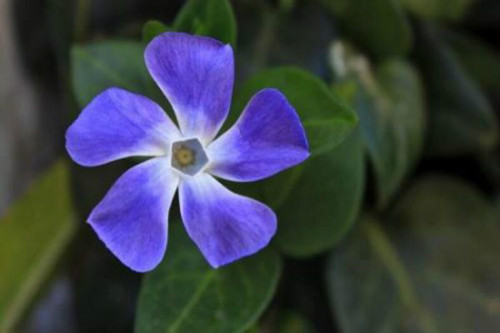 长春花什么时候开花?长春花这样养护开花更多更大哦