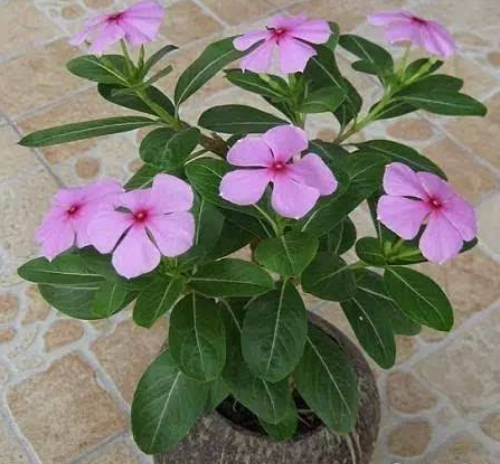 长春花什么时候开花?长春花这样养护开花更多更大哦