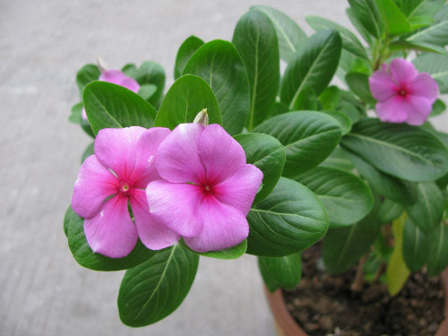 长春花什么时候开花?长春花这样养护开花更多更大哦