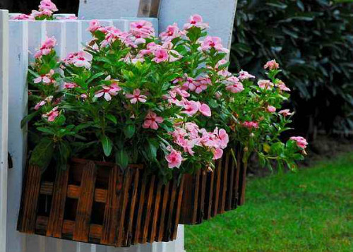 长春花什么时候开花?长春花这样养护开花更多更大哦