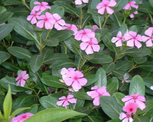 长春花什么时候开花?长春花这样养护开花更多更大哦