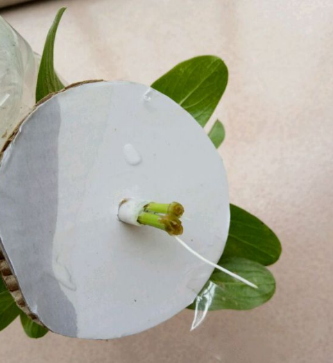 ����������ˮ����ˮ�೤�����ľ��巽�����趼��������