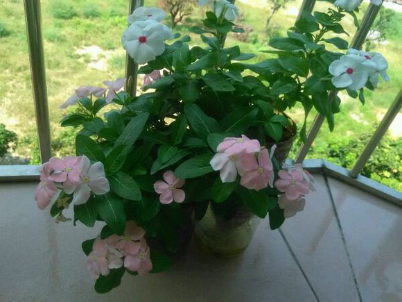 ����������ˮ����ˮ�೤�����ľ��巽�����趼��������