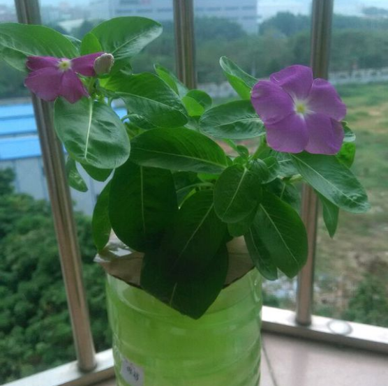 ����������ˮ����ˮ�೤�����ľ��巽�����趼��������