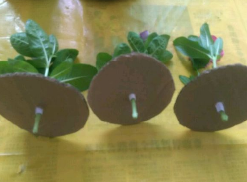 ����������ˮ����ˮ�೤�����ľ��巽�����趼��������