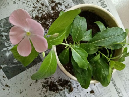 ����������ˮ����ˮ�೤�����ľ��巽�����趼��������