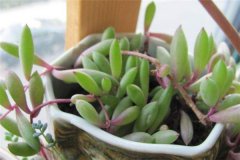 紫弦月有毒吗? 在室内养殖紫弦月有没有什么危害呢