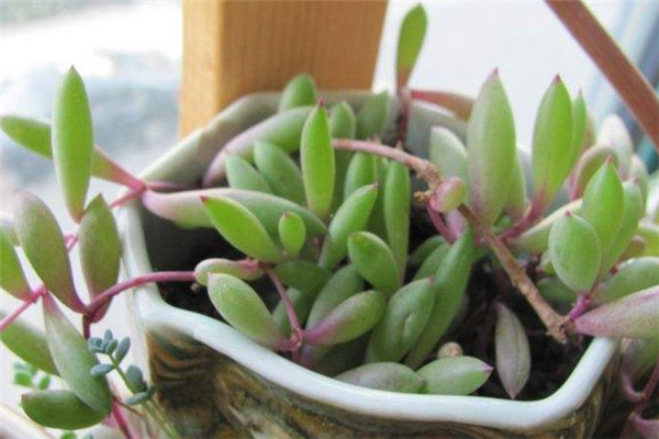 紫弦月有毒吗? 在室内养殖紫弦月有没有什么危害呢