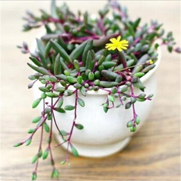 紫弦月有毒吗? 在室内养殖紫弦月有没有什么危害呢