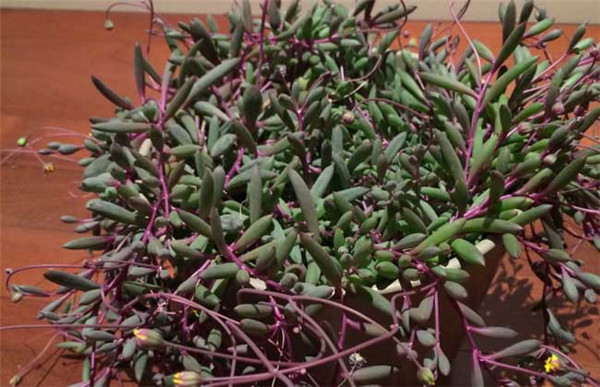 紫弦月有毒吗? 在室内养殖紫弦月有没有什么危害呢
