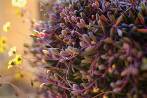 紫弦月有毒吗? 在室内养殖紫弦月有没有什么危害呢