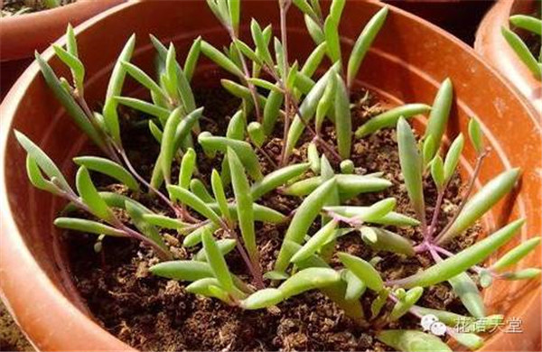 紫弦月有毒吗? 在室内养殖紫弦月有没有什么危害呢