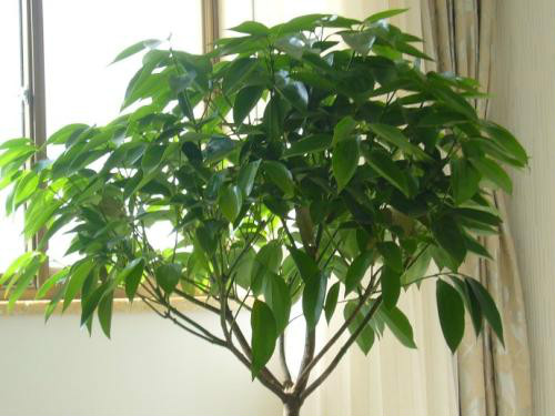 平安树怎么养才茂盛 平安树这样养生长的更好哦