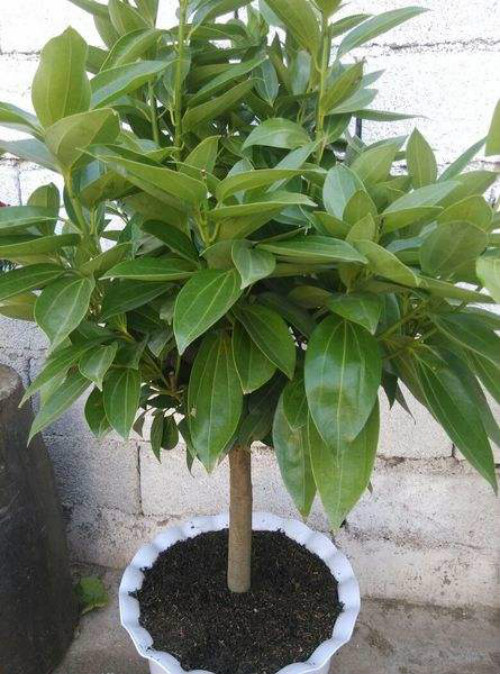 平安树怎么养才茂盛 平安树这样养生长的更好哦