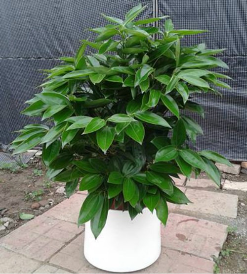 平安树怎么养才茂盛 平安树这样养生长的更好哦