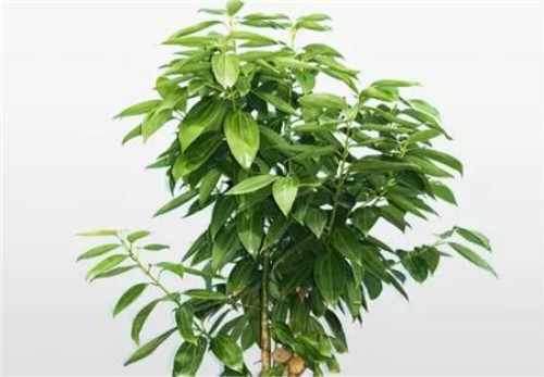 平安树怎么养才茂盛 平安树这样养生长的更好哦