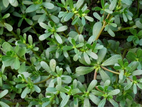 �����ȹ�Ч����������Щ����3����ǧ��Ҫ��������