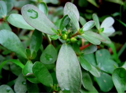 �����ȹ�Ч����������Щ����3����ǧ��Ҫ��������