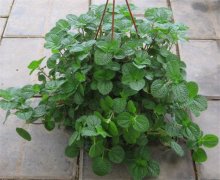 �������м���Ʒ�� ��������Ż��������������ĸ���ʢ