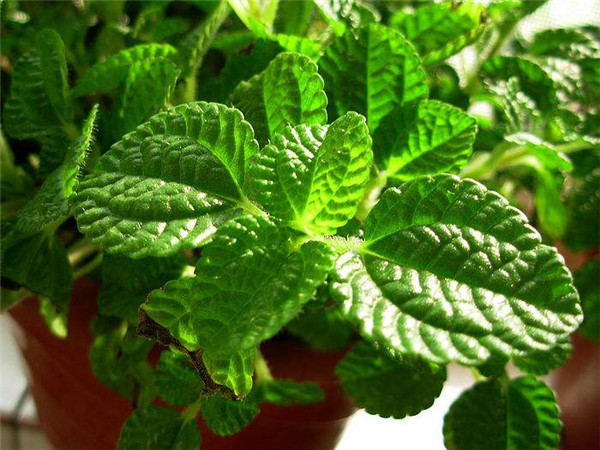 吸毒草叶子发黄怎么办 吸毒草叶子发黄原因及解决办法看这里