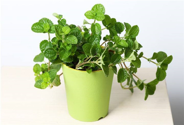 吸毒草叶子发黄怎么办 吸毒草叶子发黄原因及解决办法看这里