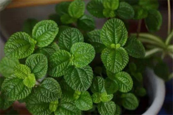 吸毒草叶子发黄怎么办 吸毒草叶子发黄原因及解决办法看这里